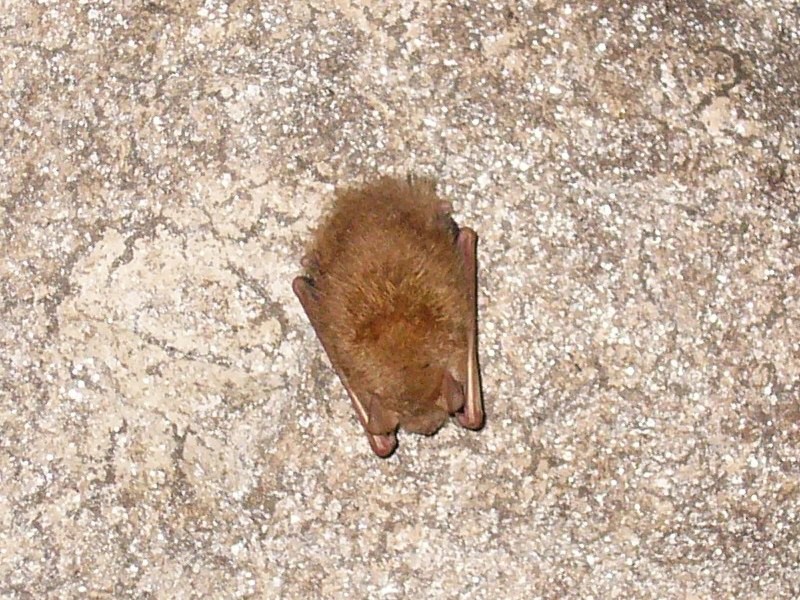 Bat 1.JPG